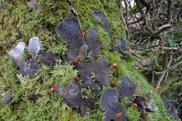 Image of membraneous felt lichen