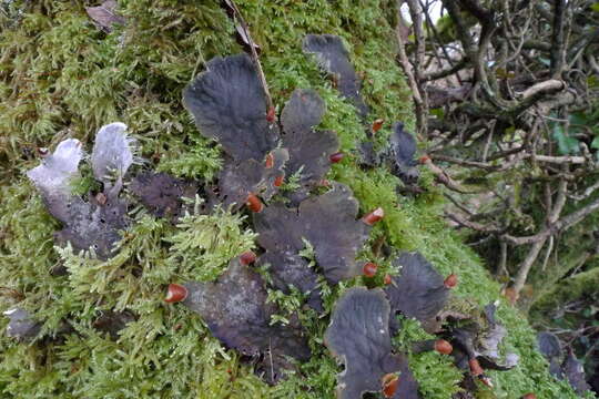 Слика од Peltigera membranacea (Ach.) Nyl.