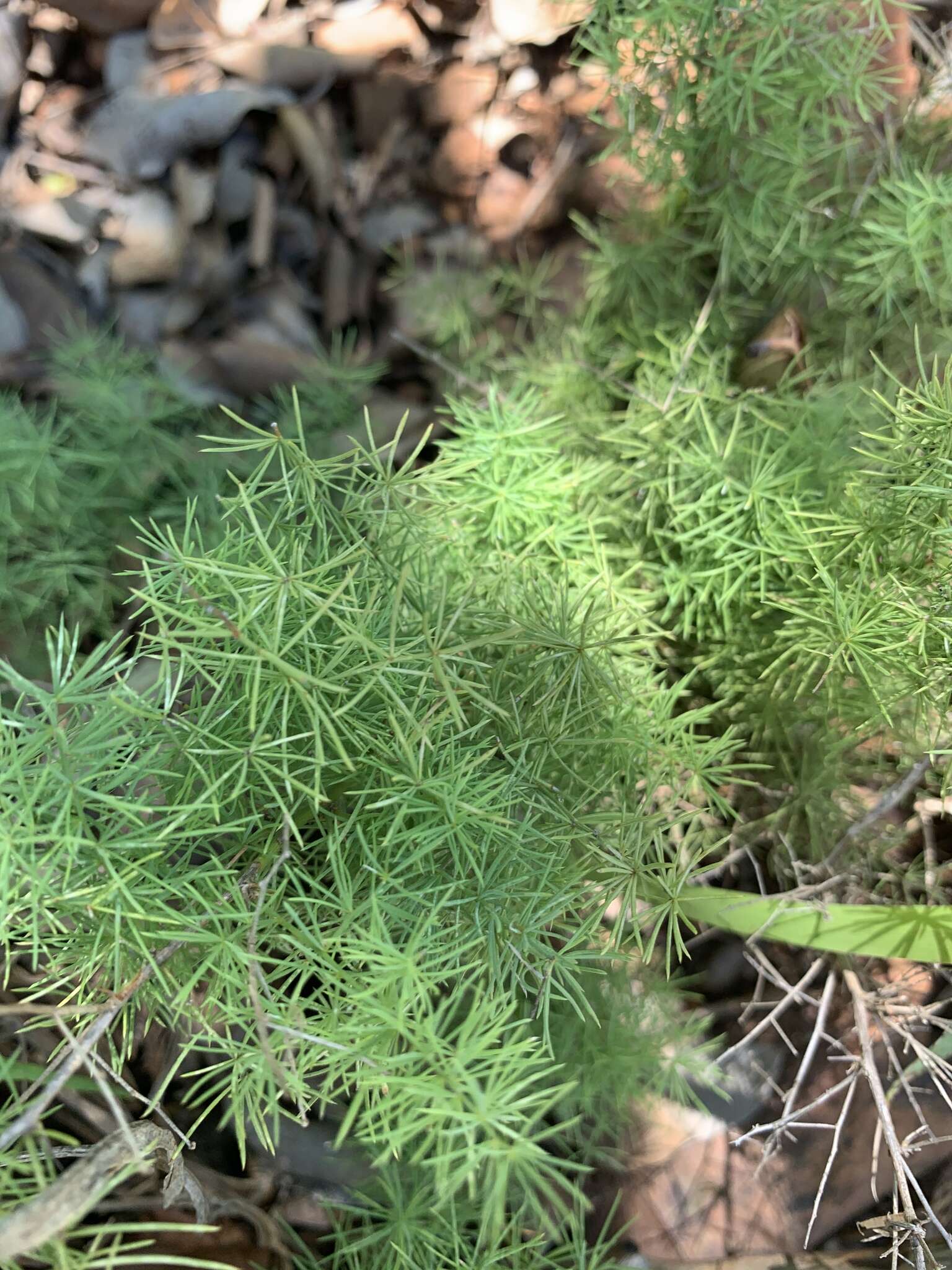 Image of Asparagus minutiflorus (Kunth) Baker