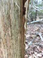 Image of needle lichen