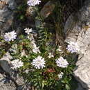 Image of Gibraltar candytuft