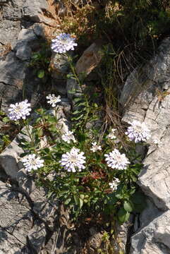 Plancia ëd Iberis gibraltarica L.