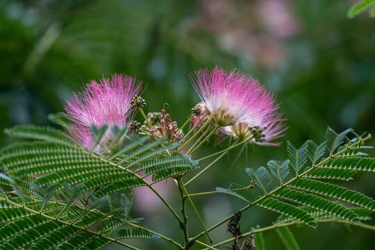 Image of Albizia julibrissin var. julibrissin