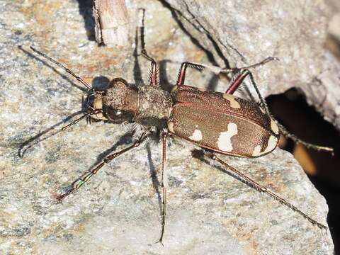 Image de Cicindela (Cicindela) sylvicola Dejean 1822