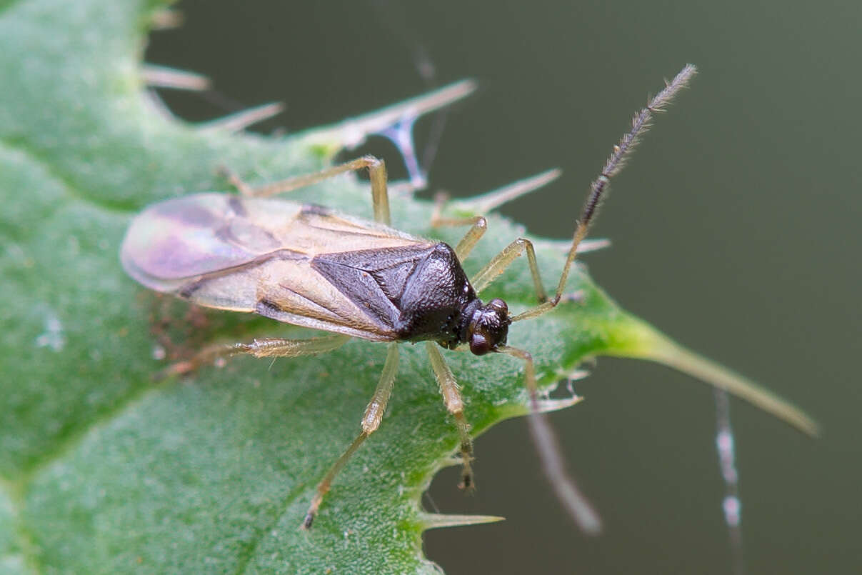 Image of Bryocoris