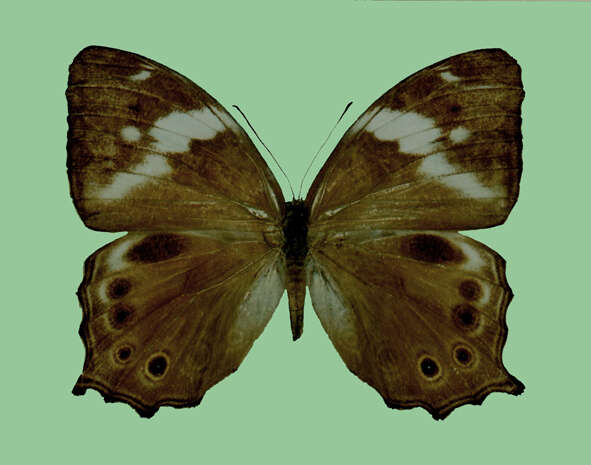 Image of Ptychandra ohtanii Hayashi