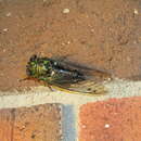 Image of Robinson's Annual Cicada