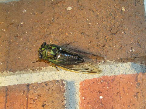 Image of Robinson's Annual Cicada