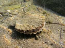 Pecten jacobaeus (Linnaeus 1758) resmi