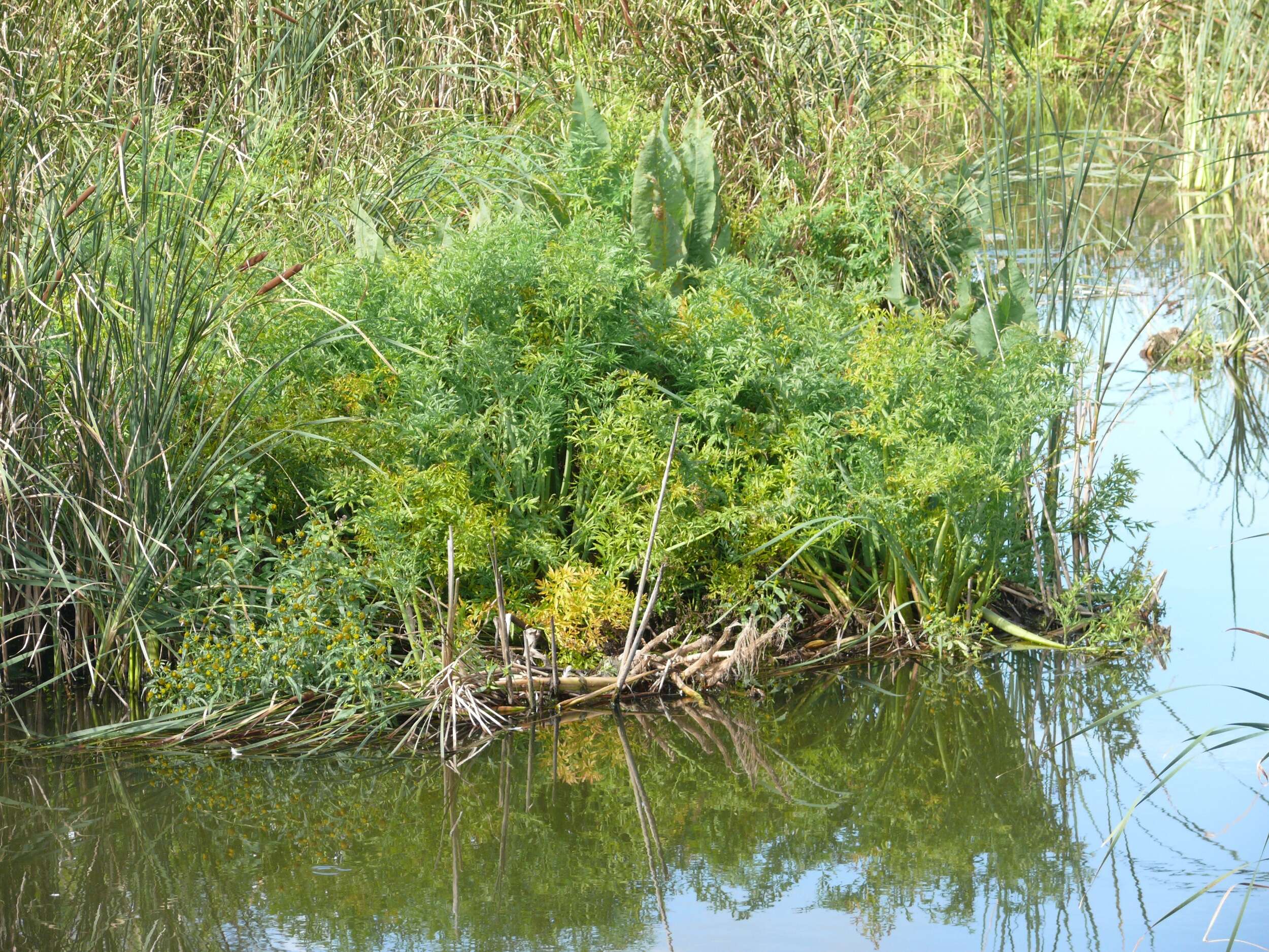 Image of European Waterhemlock