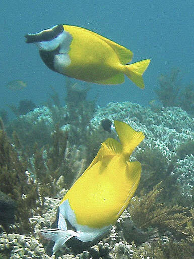 Image of Foxface rabbitfish