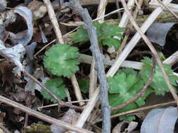 Imagem de Aconitum longecassidatum Nakai