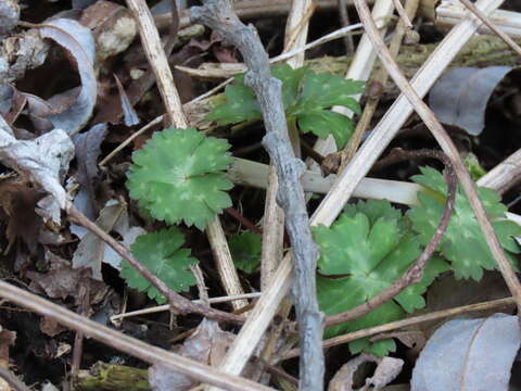 Sivun Aconitum longecassidatum Nakai kuva