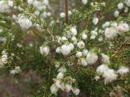 Image of Erica cooperi var. cooperi