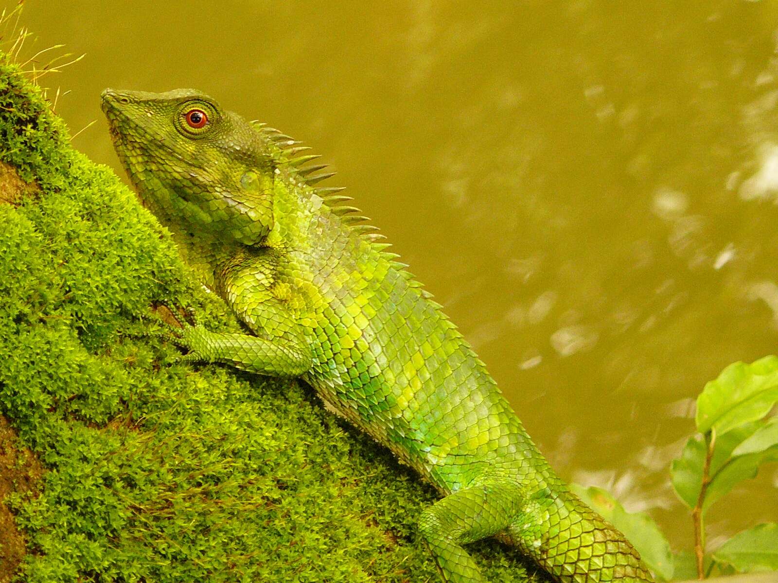 صورة Calotes nemoricola Jerdon 1853