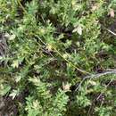 Image of Darwinia citriodora (Endl.) Benth.