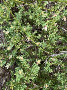 Image of Darwinia citriodora (Endl.) Benth.