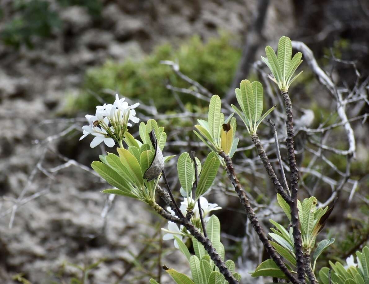 Image of Plumeria tuberculata Lodd.