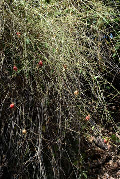 Plancia ëd Ancistrachne uncinulata (R. Br.) S. T. Blake