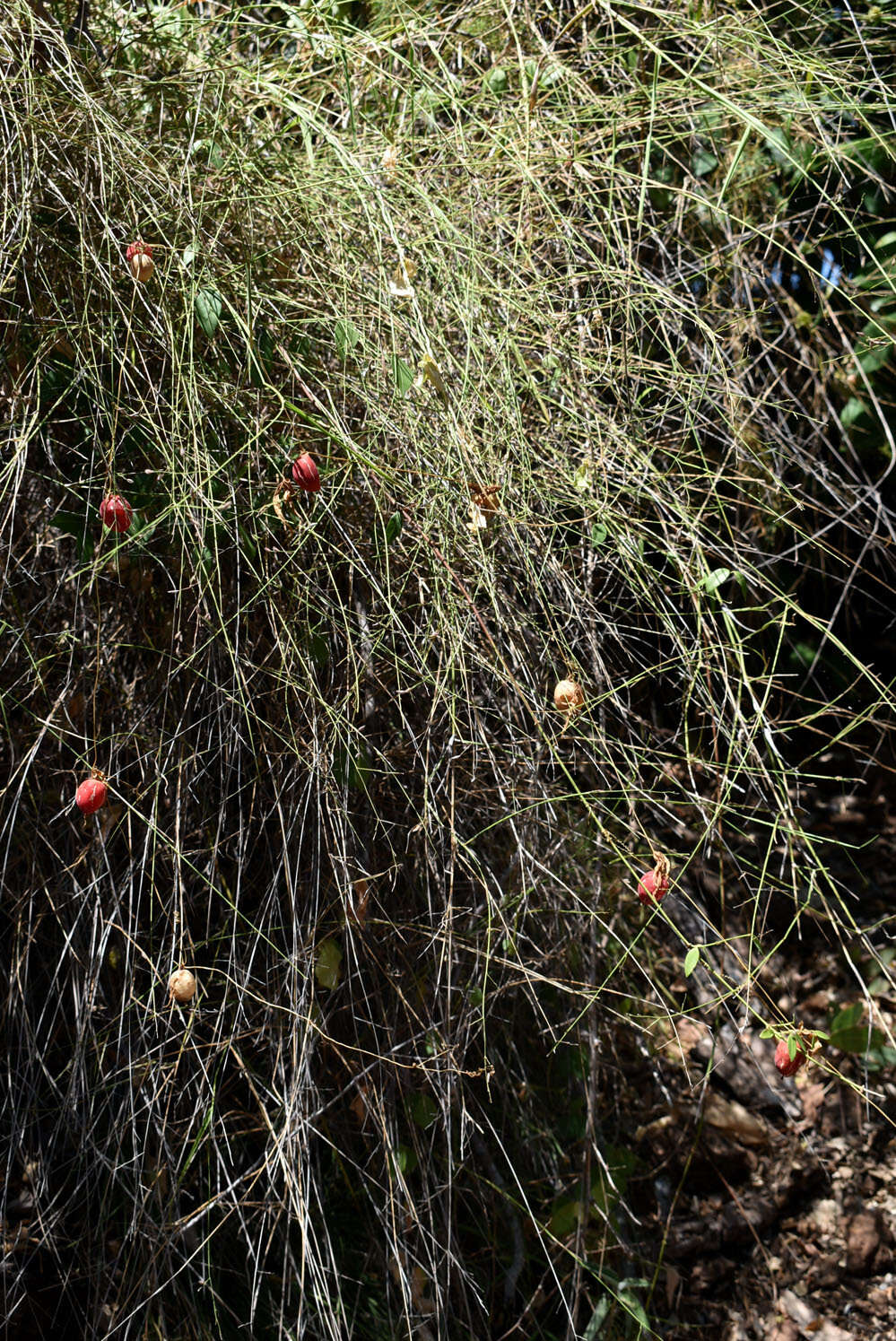 Plancia ëd Ancistrachne uncinulata (R. Br.) S. T. Blake