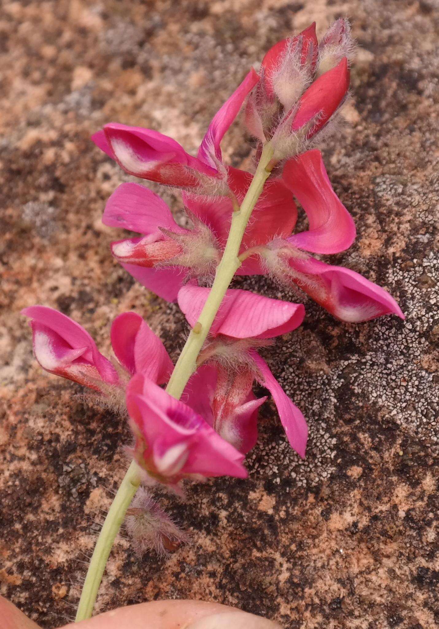 Image of Indigofera mollis Eckl. & Zeyh.