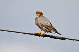 Image of Red-headed Falcon