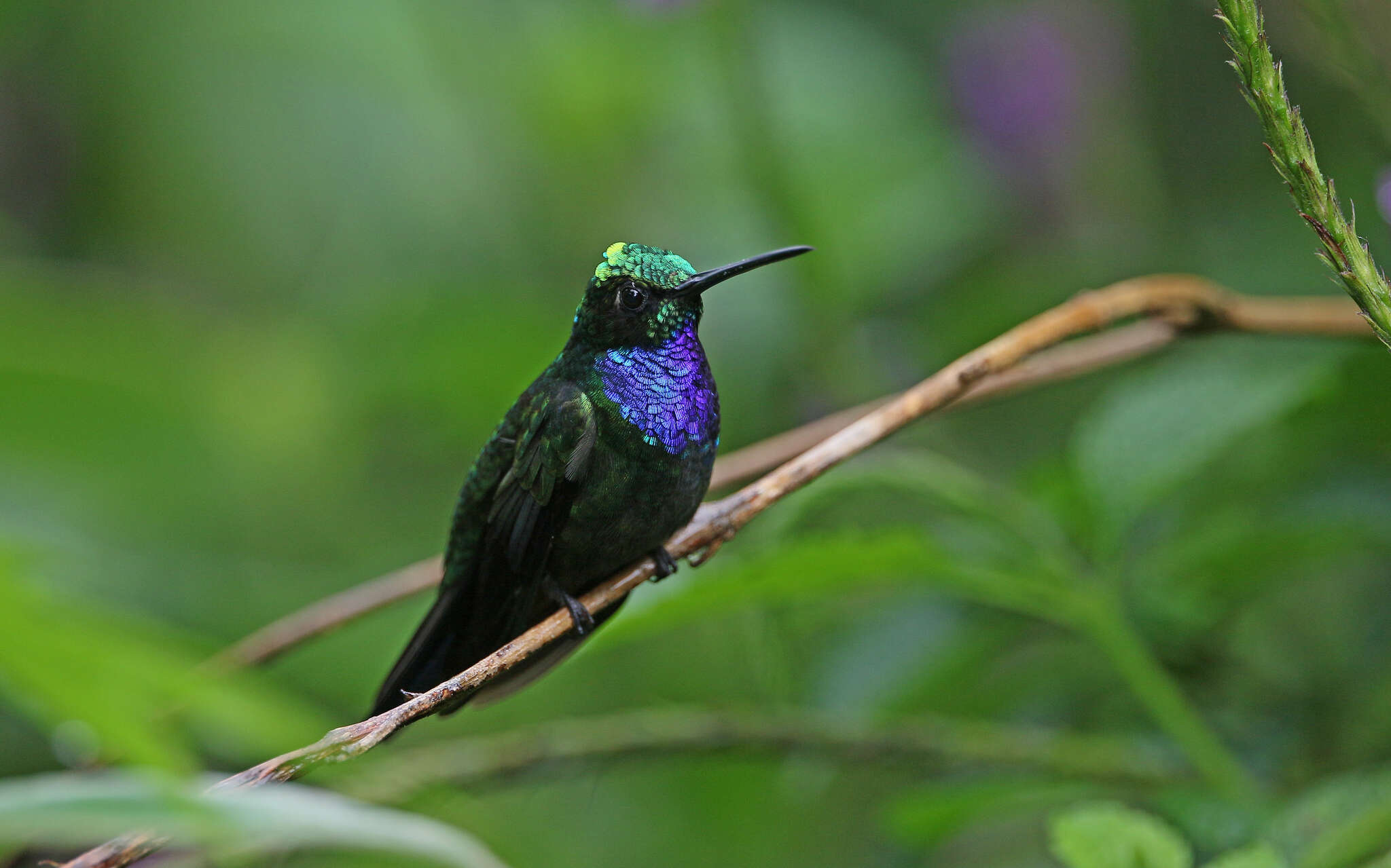 Campylopterus villaviscensio (Bourcier 1851) resmi