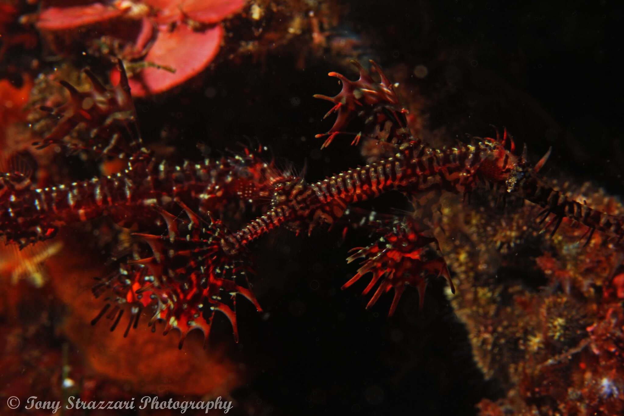 Image of Ornate ghost pipefish