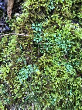 Image of bryoandersonia moss