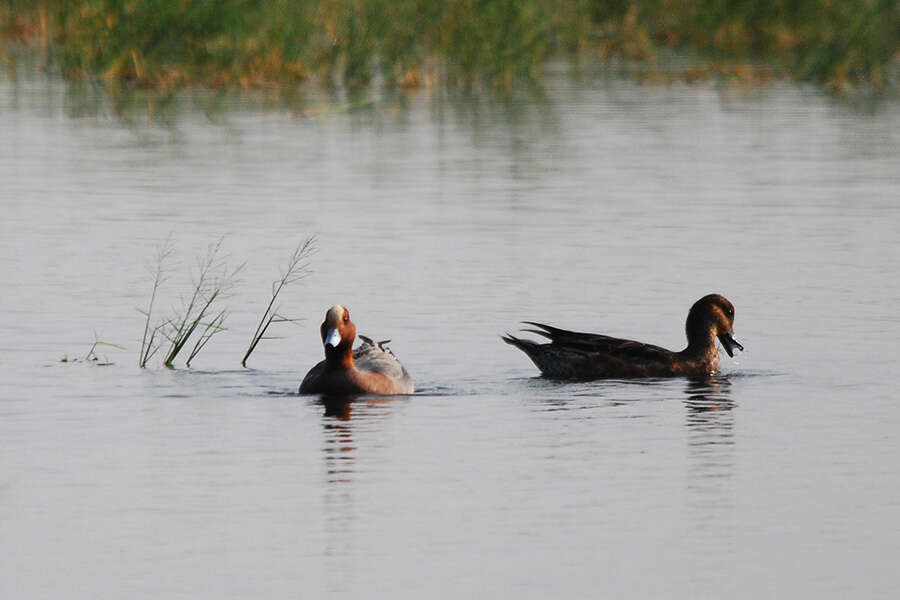 Image of Eurasian Wigeon