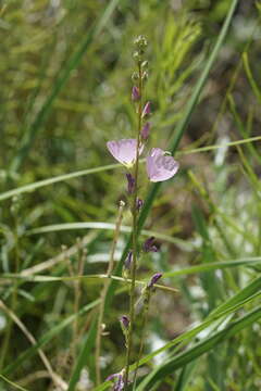 Image of Owens Valley sidalcea