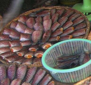 Image of Snakeskin gourami