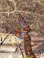 Image of Rainbow Boa