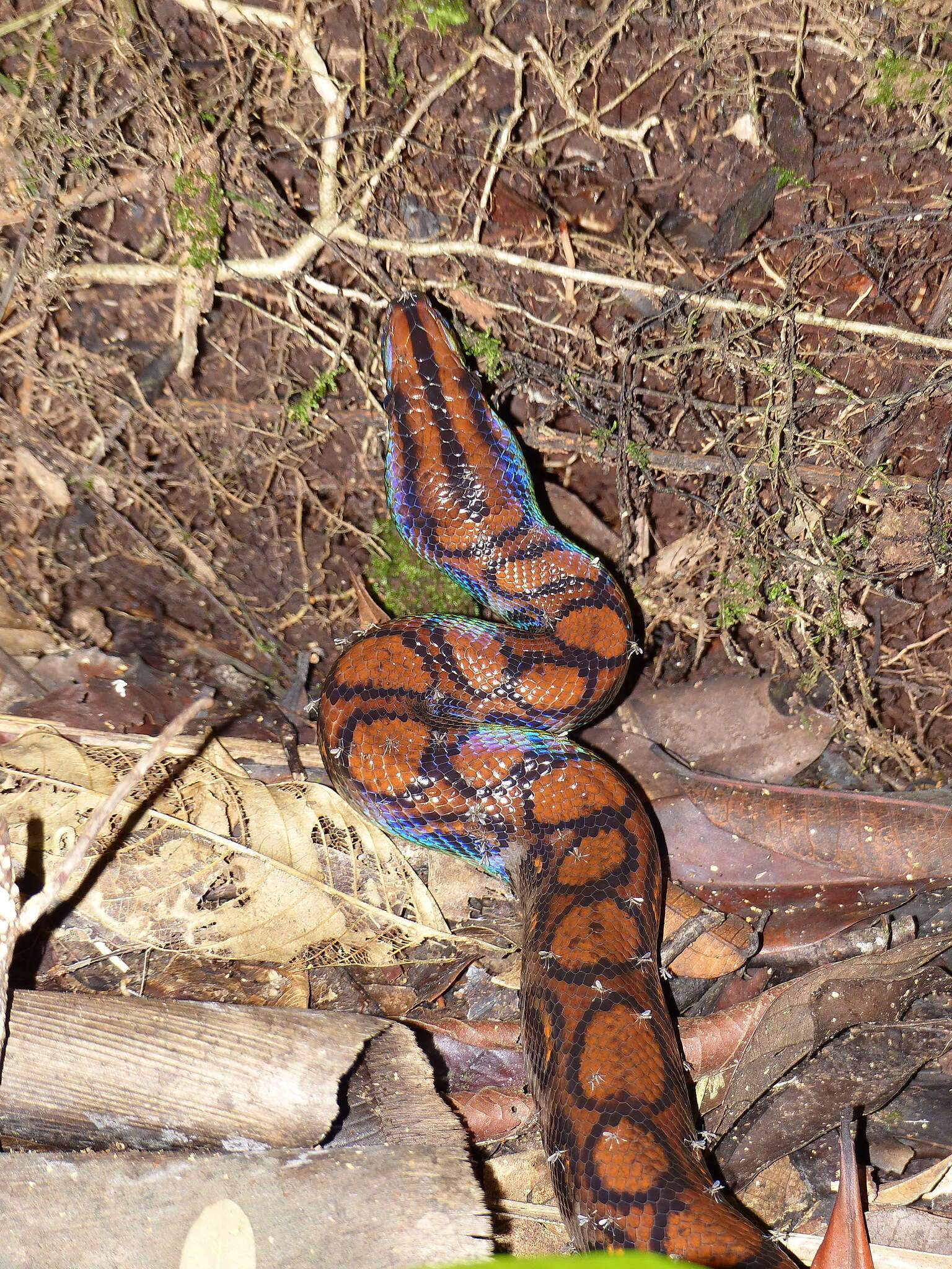 Image of Rainbow Boa