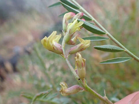 Image of Salinas milkvetch