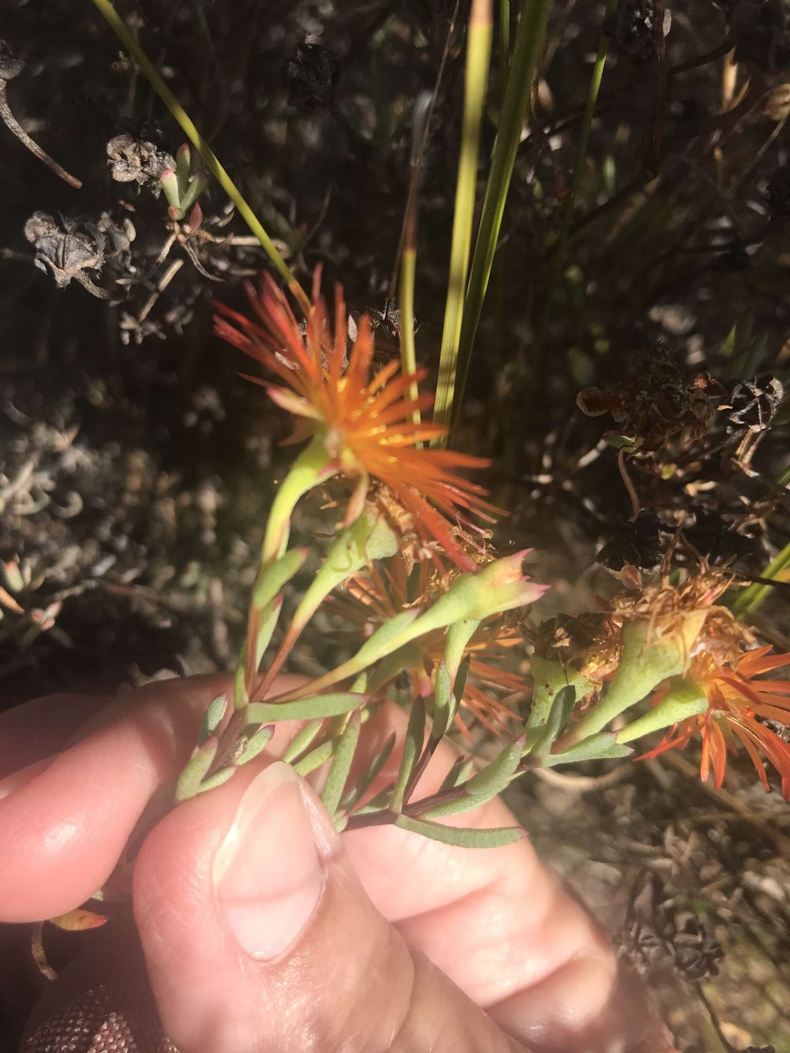 Image of Lampranthus glaucoides (Haw.) N. E. Br.