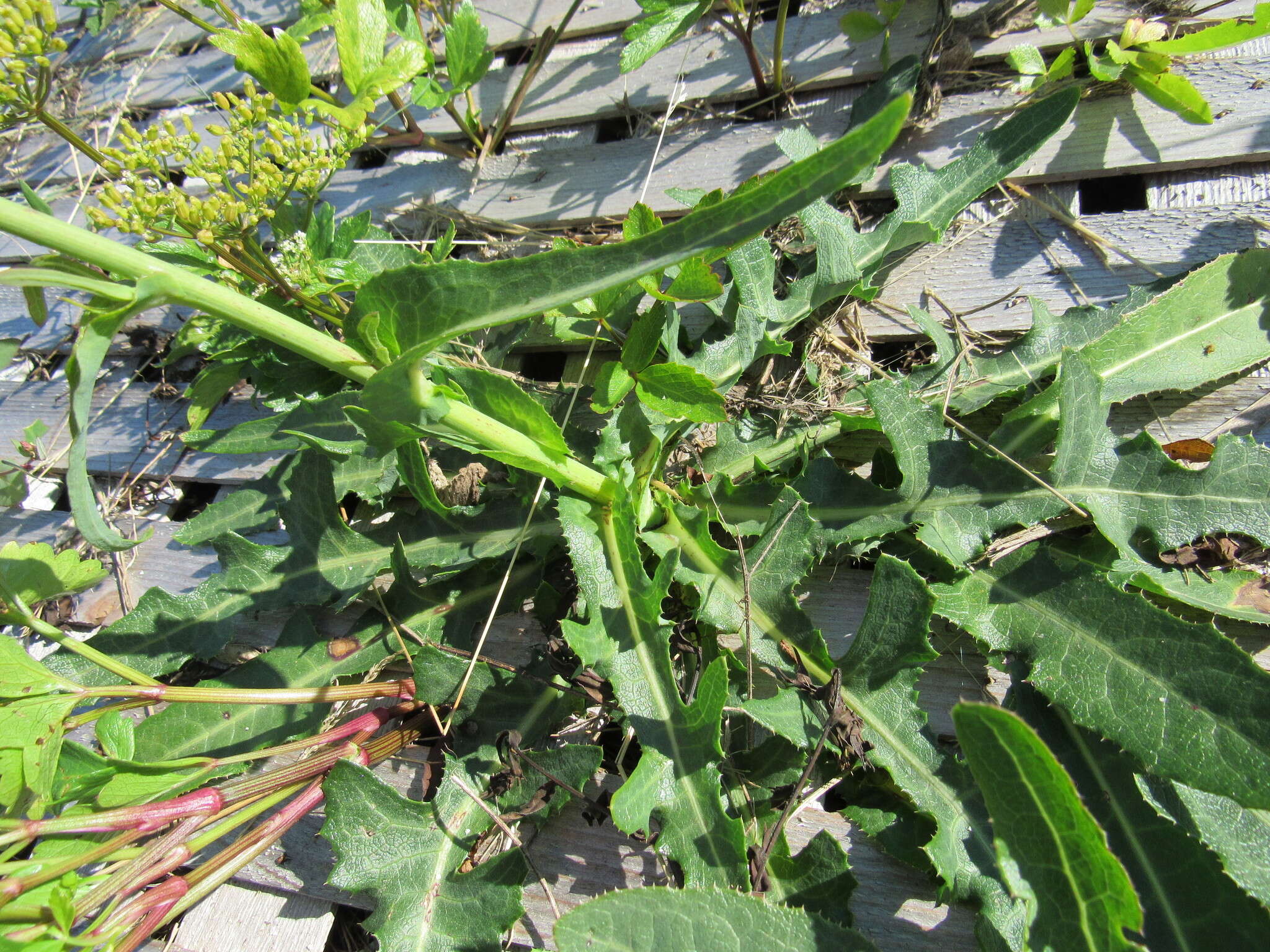 Plancia ëd Sonchus arvensis L.