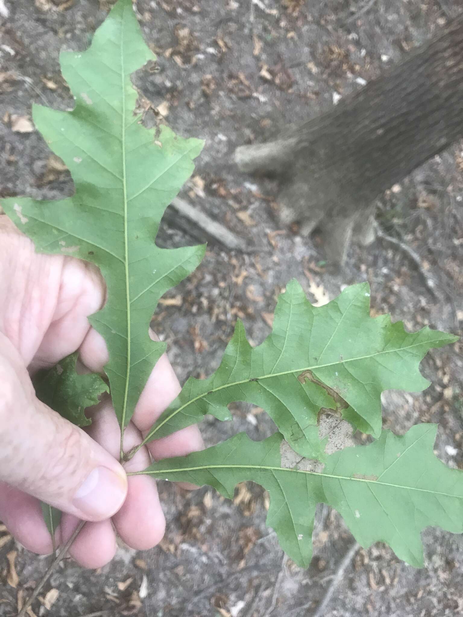 Image of overcup oak