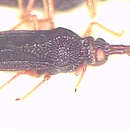 Image of Perissonemia sodalis Drake 1948