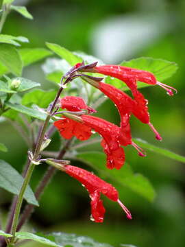 Image of Red sage