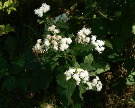 Plancia ëd Ageratina altissima (L.) R. King & H. Rob.