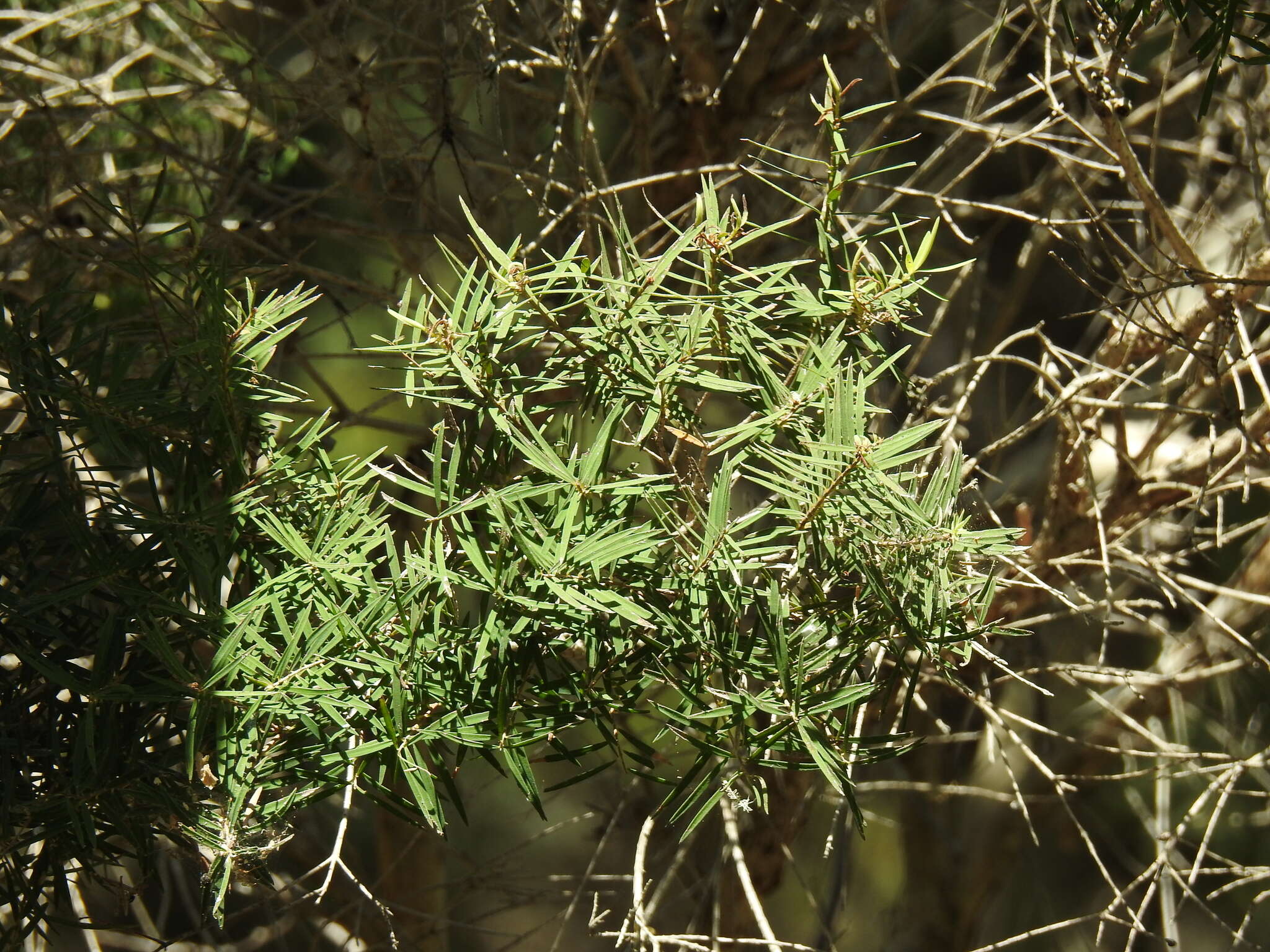 Image of cajeput tree