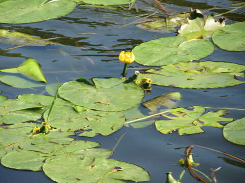 Image of Yellow Water-lily