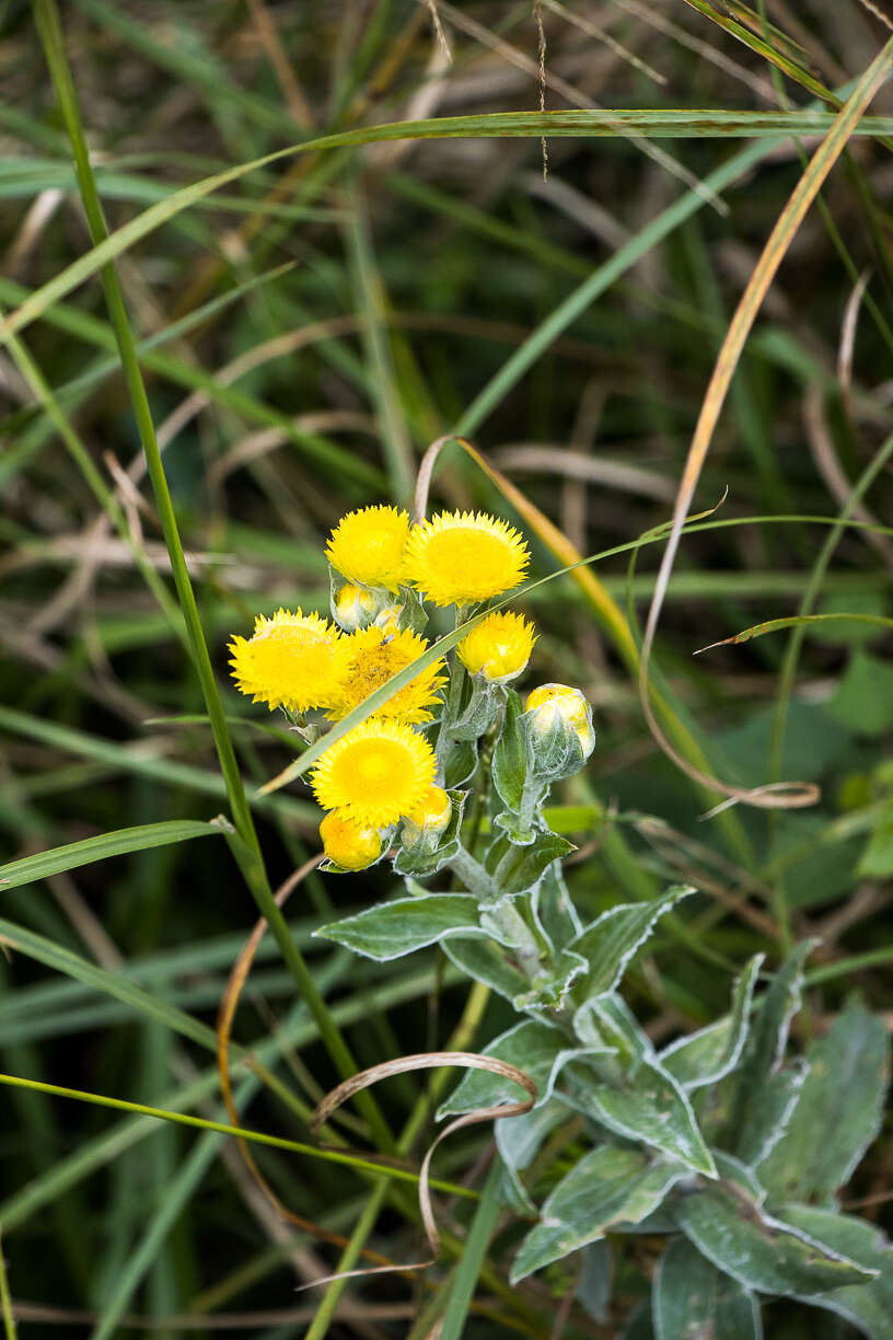 Image of Helichrysum decorum DC.