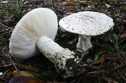 Image of Amanita strobiliformis (Paulet ex Vittad.) Bertill. 1866