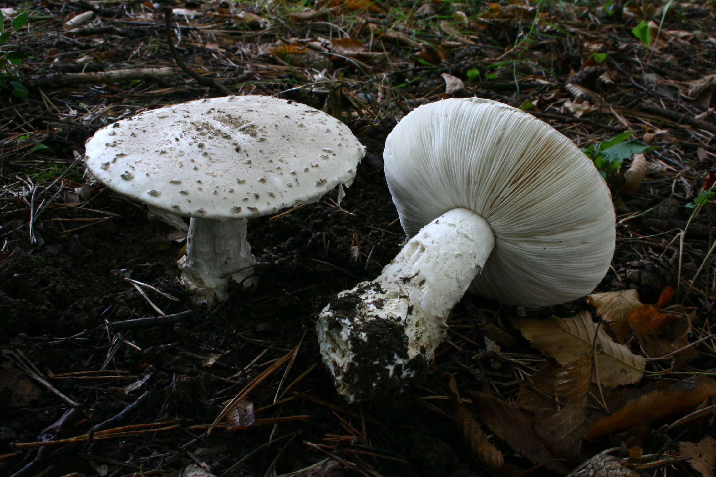 Image of Amanita strobiliformis (Paulet ex Vittad.) Bertill. 1866