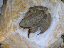 Image of Balkan Stream Frog