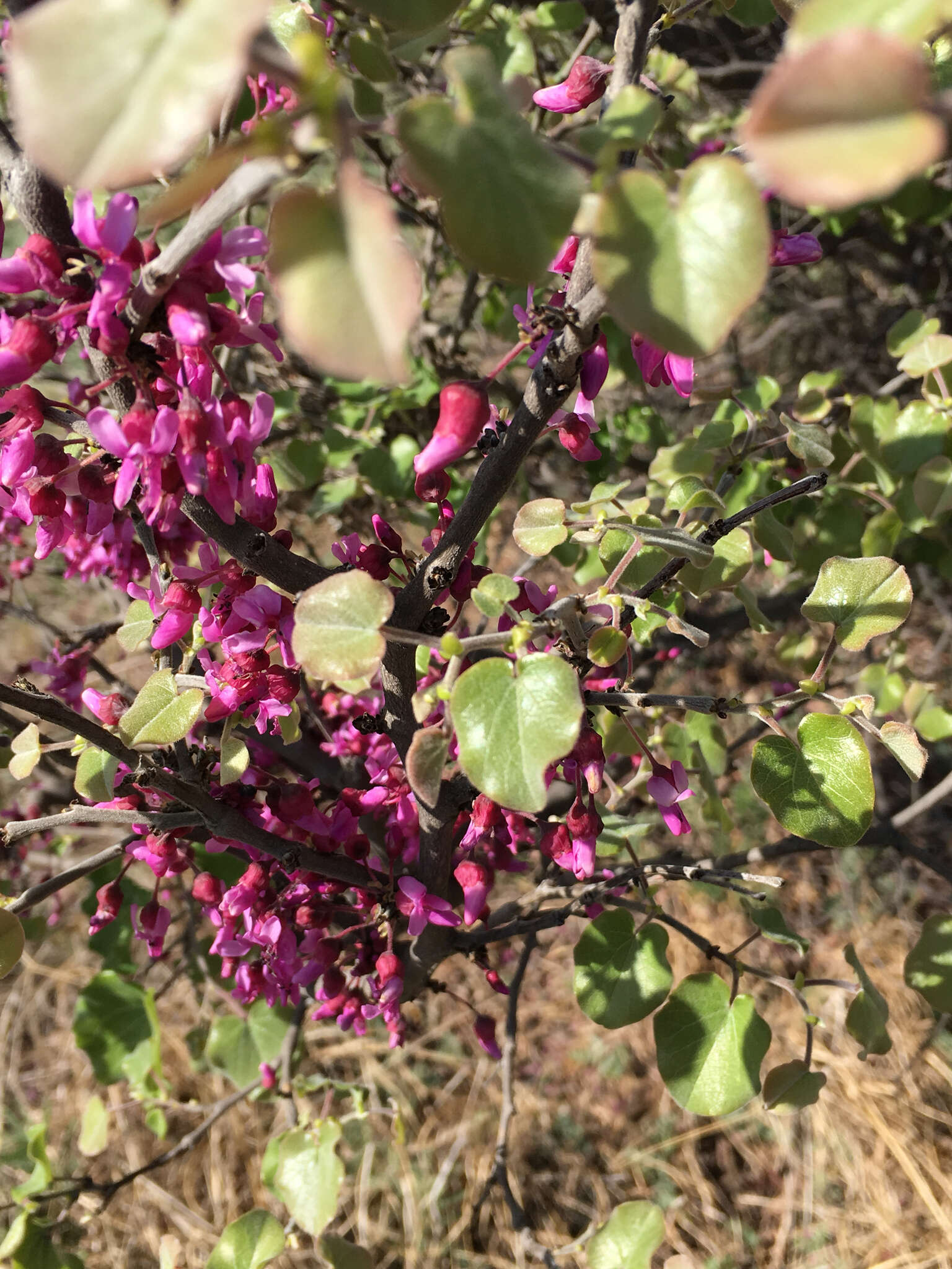 Слика од Cercis canadensis var. mexicana (Britton & Rose) M. Hopkins