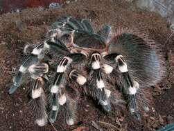 Image of Brazilian Whiteknee Tarantula