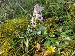 Image de Corydalis tarkiensis Prokh.